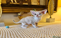 Devon Rex cats for sale: Stunning TICA Devon Babies - Advert 4