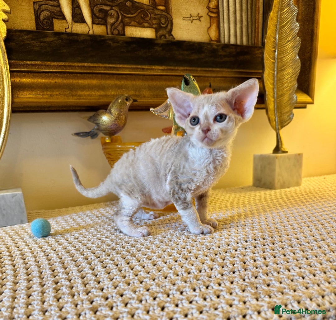 Devon Rex cats for sale: Stunning TICA Devon Babies - Advert 4