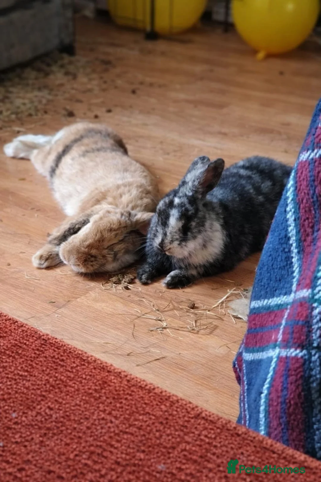 Mixed Breed rabbits for sale: 2 lovely rabbits for sale in Cheadle - Advert 2