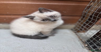 British Shorthair cats - Advert 16
