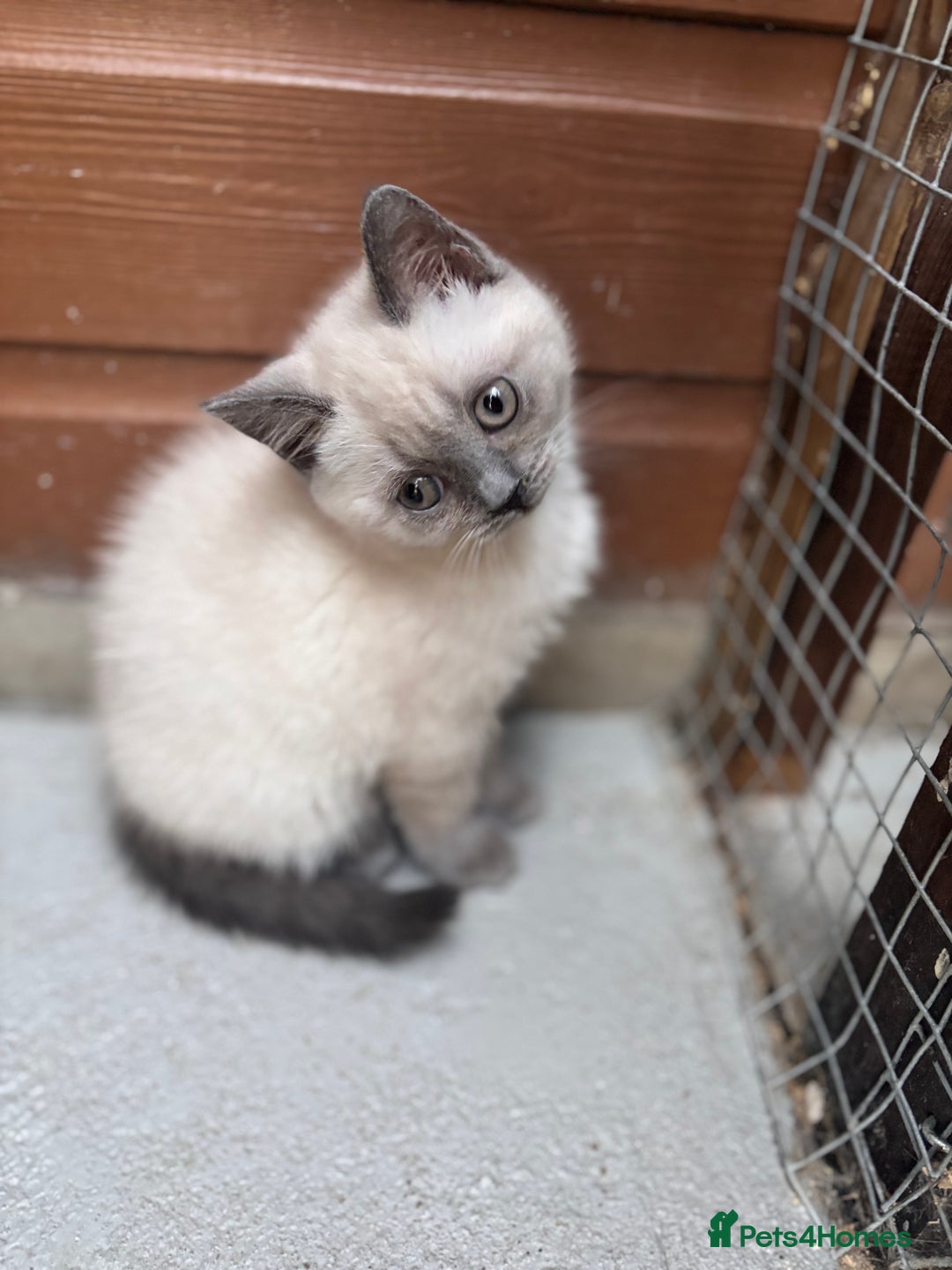 British Shorthair cats for sale: British shorthair GGCF Blue colourpoint kittens  - Image 1