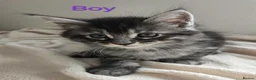 Maine Coon cats for sale: 7 Gorgeous Maine Coon kittens. - Advert 5