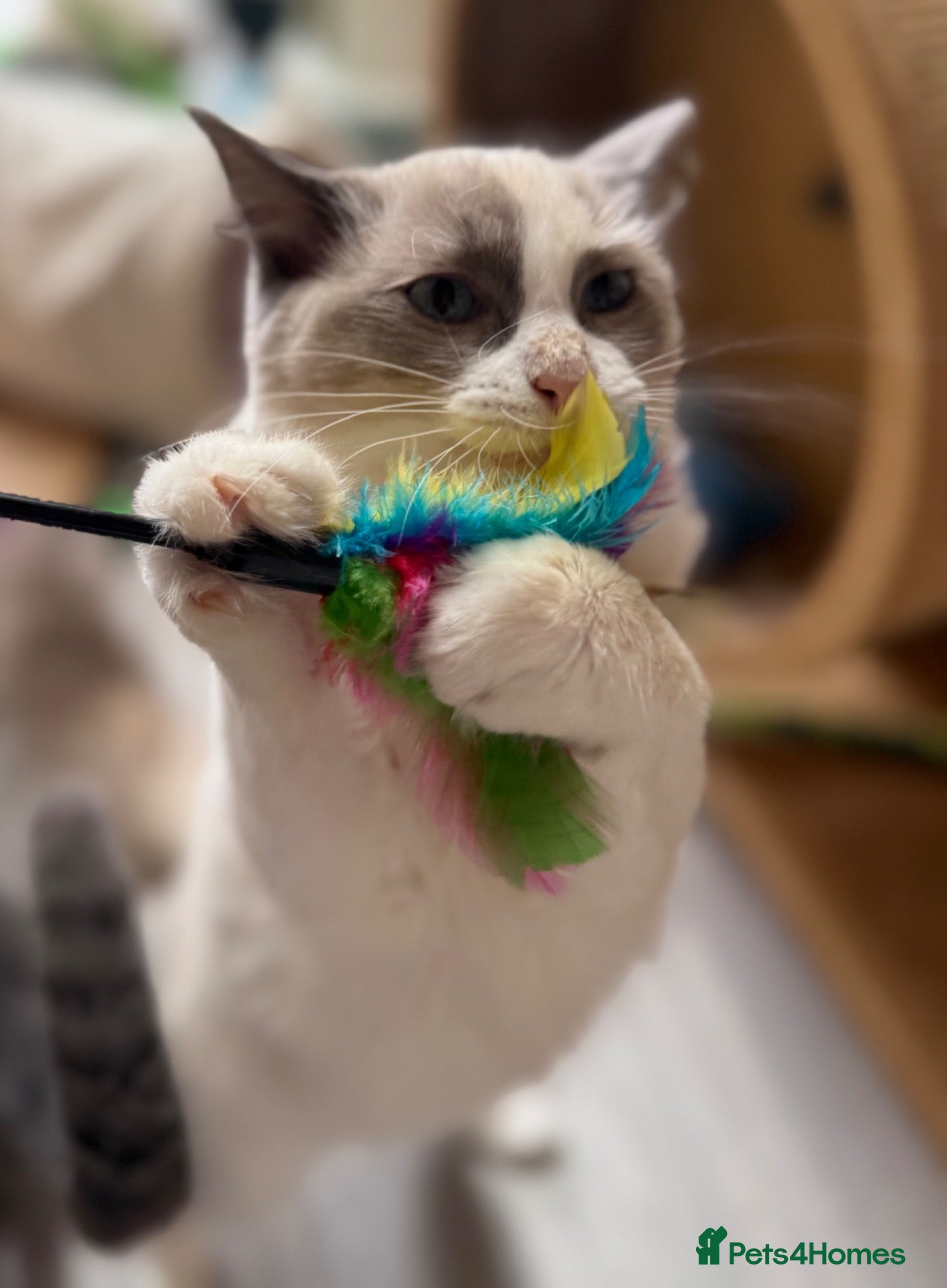Ragdoll cats 🥇AWARD WIN 🏆 GCCF RAGDOLL KITTENS  - Advert 4