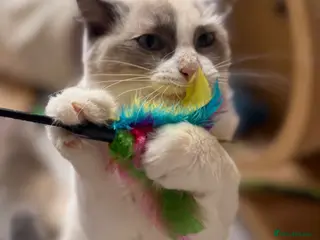 Ragdoll cats 🥇AWARD WIN 🏆 GCCF RAGDOLL KITTENS - Advert 4