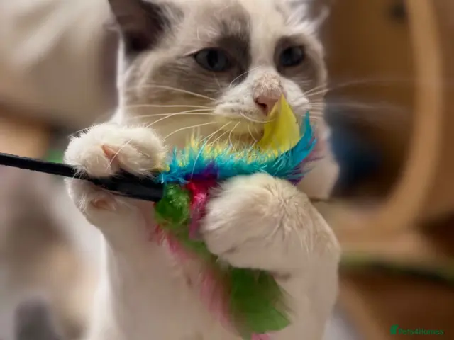 Ragdoll cats 🥇AWARD WIN 🏆 GCCF RAGDOLL KITTENs 16 & 20 WKS - Advert 3