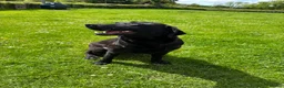 Labrador Retriever dogs for sale: 8 Labrador puppies for sale - Advert 23