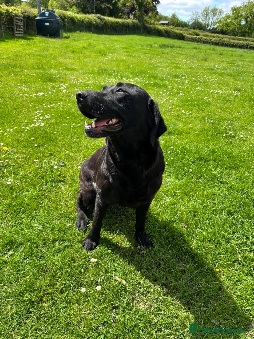 Labrador Retriever dogs for sale: 8 Labrador puppies for sale - Advert 23
