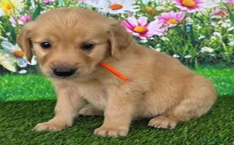 Golden Retriever dogs - Advert 1