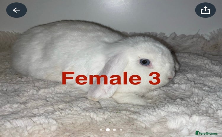 Mini Lop rabbits - Advert 7