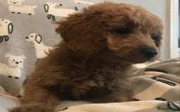Cockapoo dogs for sale: 🐩🐶STUNNING F1 COCKAPOO PUPPIES🐶🐩 - Image 15