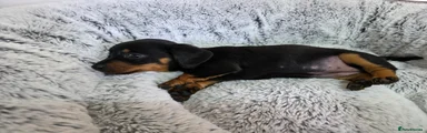 Dachshund 5