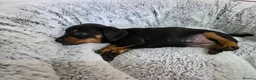 Dachshund dogs for sale: Beautiful Standard Dachshund Puppies  - Advert 2