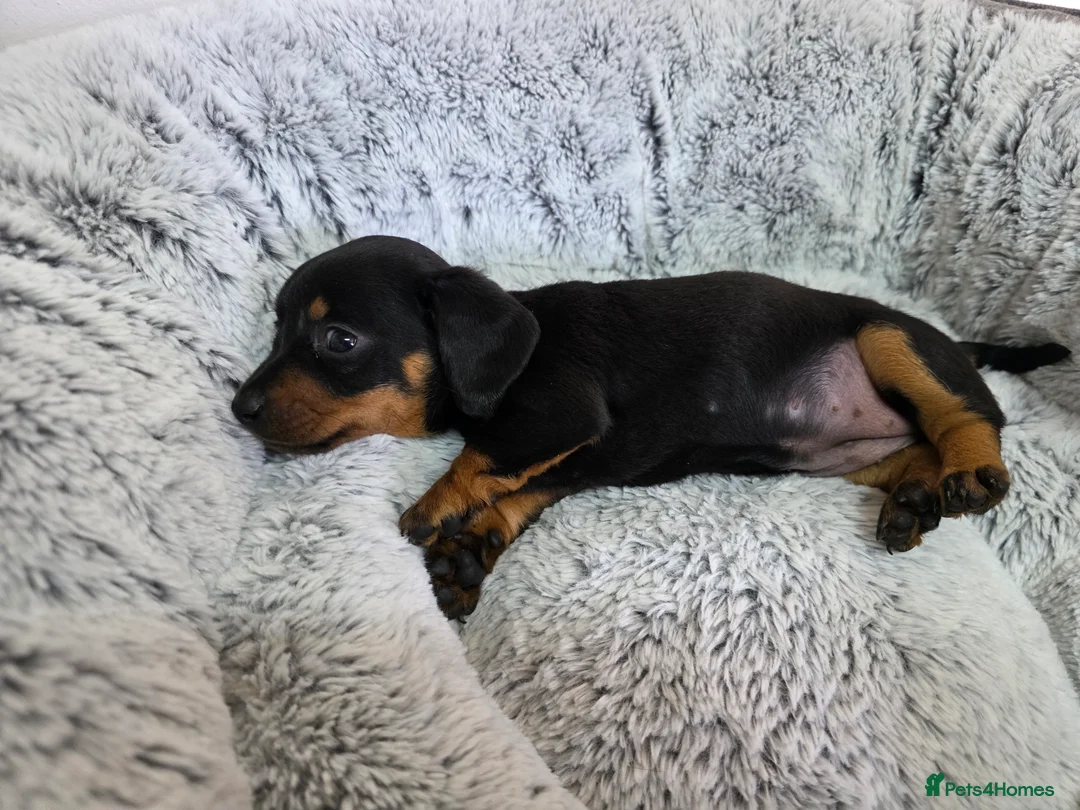 Dachshund dogs for sale: Beautiful Standard Dachshund Puppies  - Advert 2