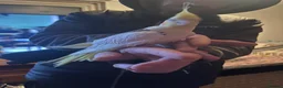 Cockatiels birds for sale: Hand tame cockatiels  - Advert 5