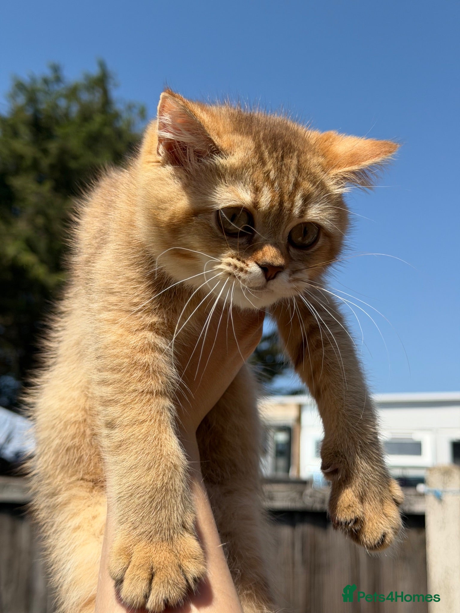 British Shorthair cats 💛 Beautiful Teddy Bear British Shorthair Girl 💛 - Advert 2