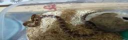 Corn Snake reptiles for sale: YOUNG / ANERY CORN SNAKE - Advert 4