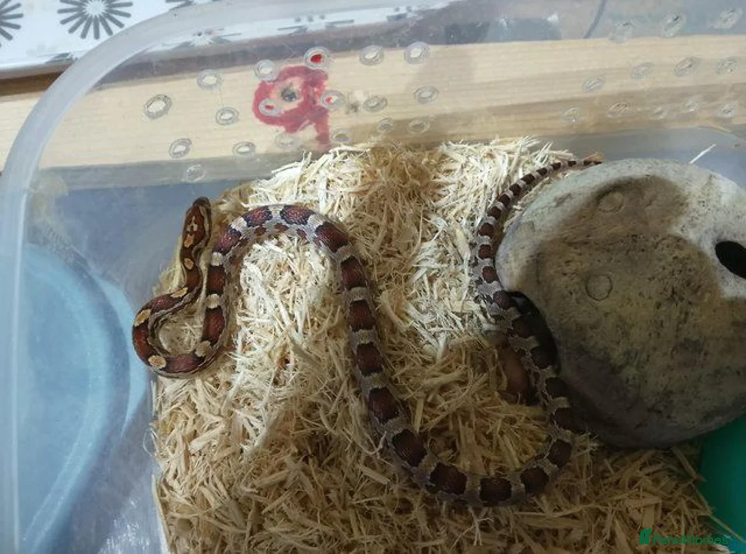 Corn Snake reptiles for sale: YOUNG / ANERY CORN SNAKE - Advert 4