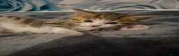 Mixed Breed cats for sale: 5 beautiful kittens  in Dagenham - Advert 8