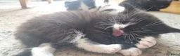 Mixed Breed cats for sale: Lovely fluffy kittens for sale - Advert 8