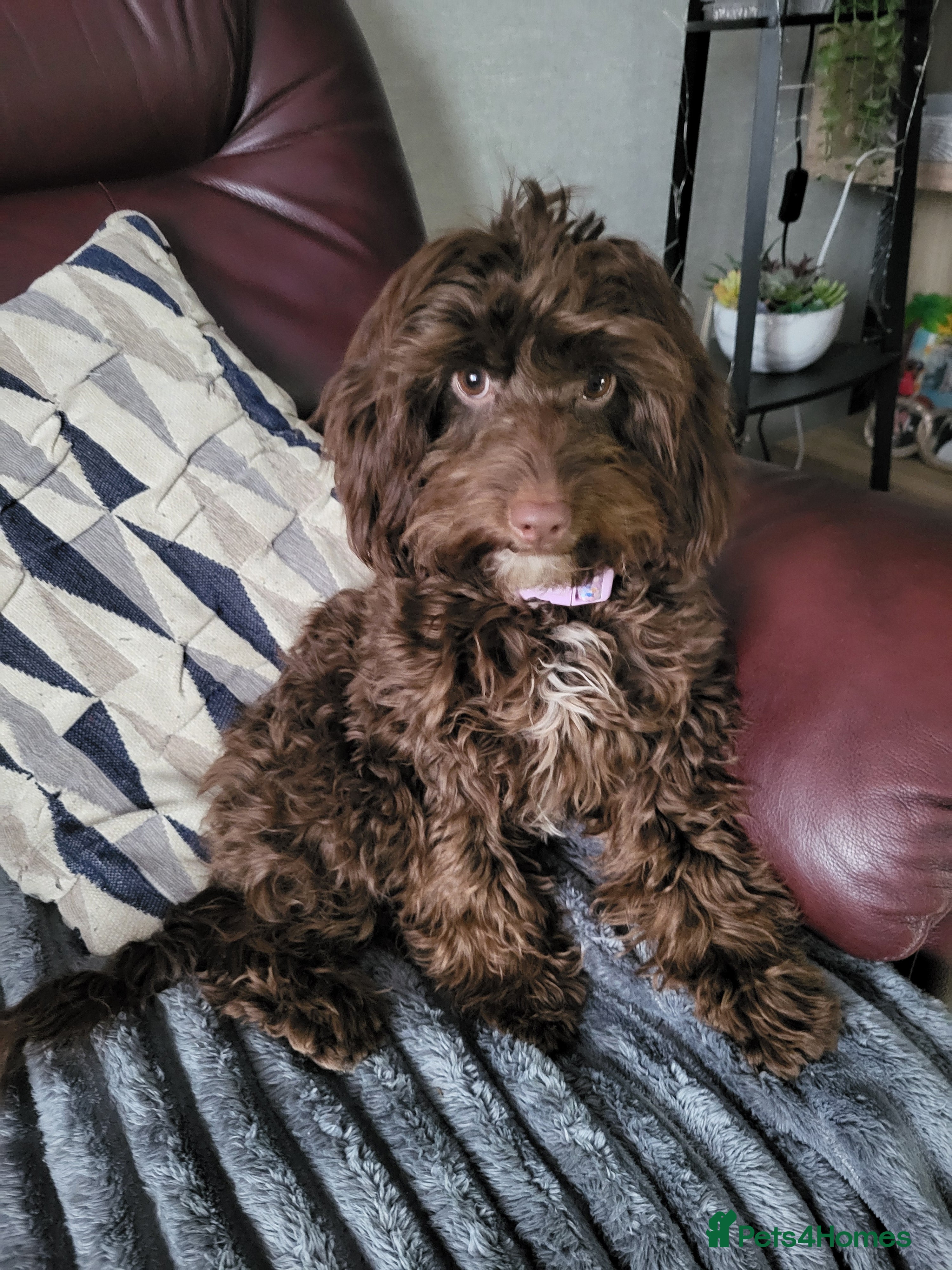 Cockapoo dogs Cockapoo female  - Advert 1