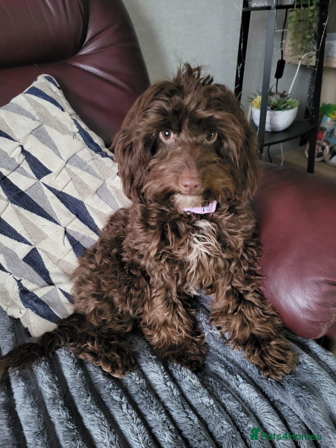 Cockapoo dogs for sale: Cockapoo female  - Advert 1