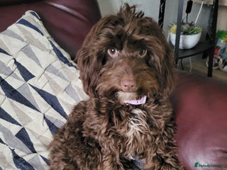 Cockapoo dogs Cockapoo female - Advert 1