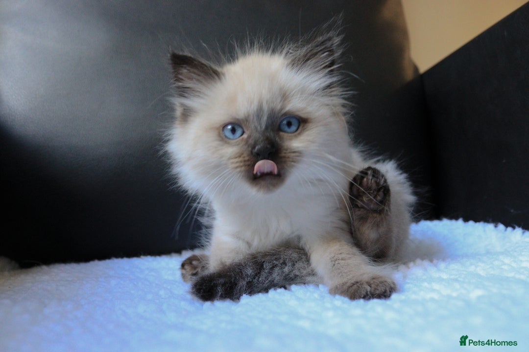 Ragdoll cats for sale: Healthy Kitten Fully Vaccinated Litter Box Trained - Image 1