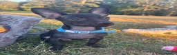 Russian Toy Terrier dogs for sale: Only male russian toy terrier puppy for sale - Advert 10