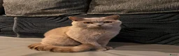 British Shorthair cats for sale: GCCF Champion Line Fawn-tortie BSH girl - Advert 4