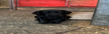 Sprocker 3 (Jet)