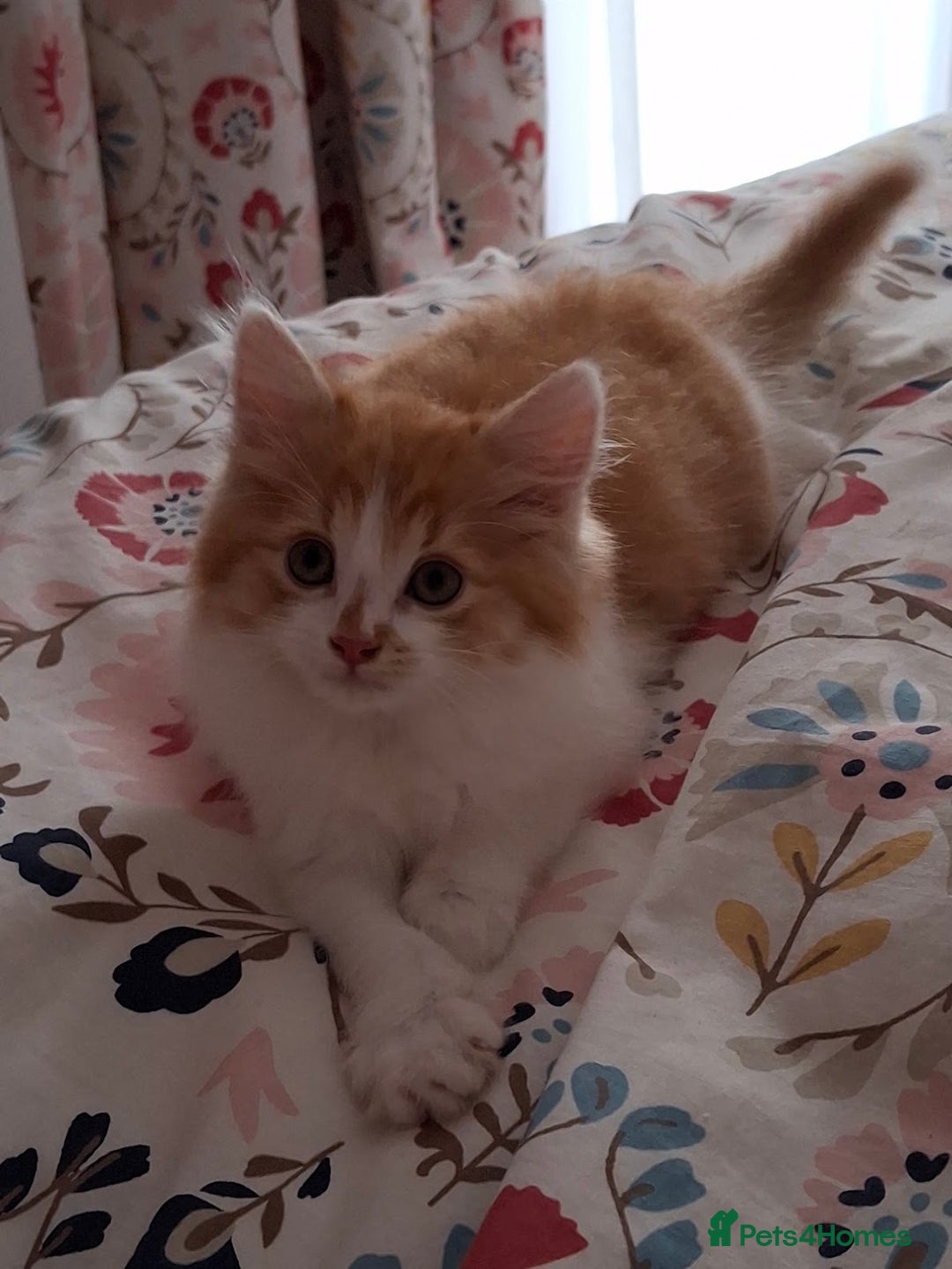 Maine Coon cats for sale: Beautiful Part Maine Coon/Ragdoll Long Haired Male - Advert 11