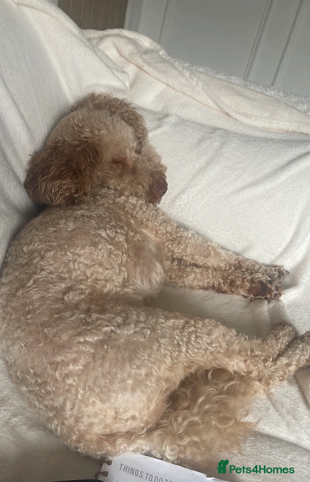 Cockapoo dogs for sale: Adorable male cockapoo - Advert 5