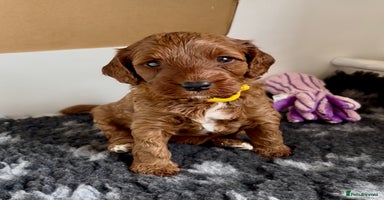 Cockapoo dogs - Advert 15