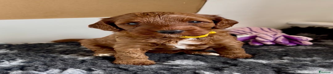 Cookie