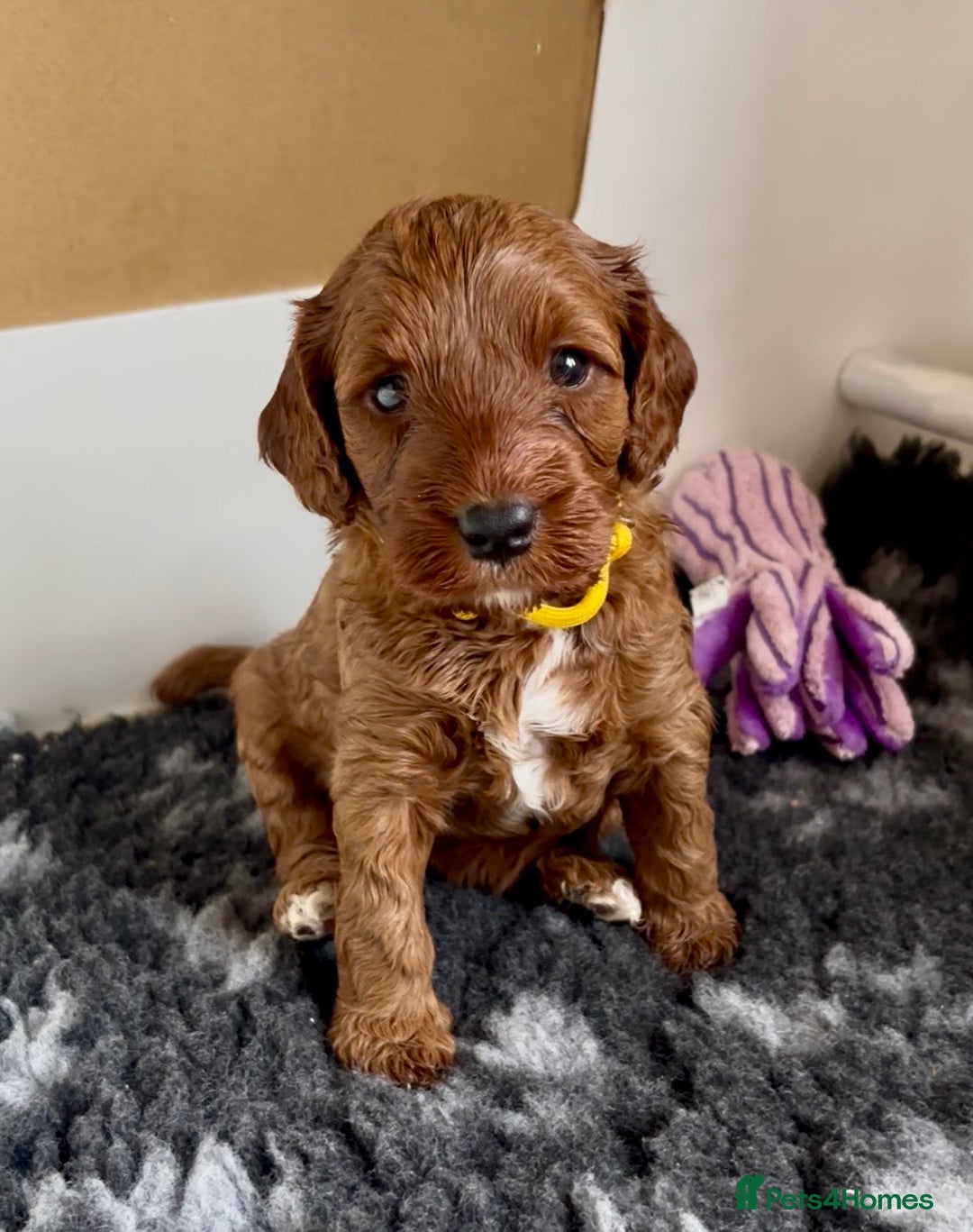 Cockapoo dogs for sale: Stunning Fox Red F1B Cockapoos only 1 girls left - Image 4