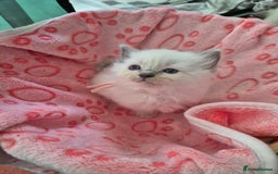 Ragdoll cats for sale: Beautiful Ragdoll Kittens, GCCF & Tica Registered - Image 12