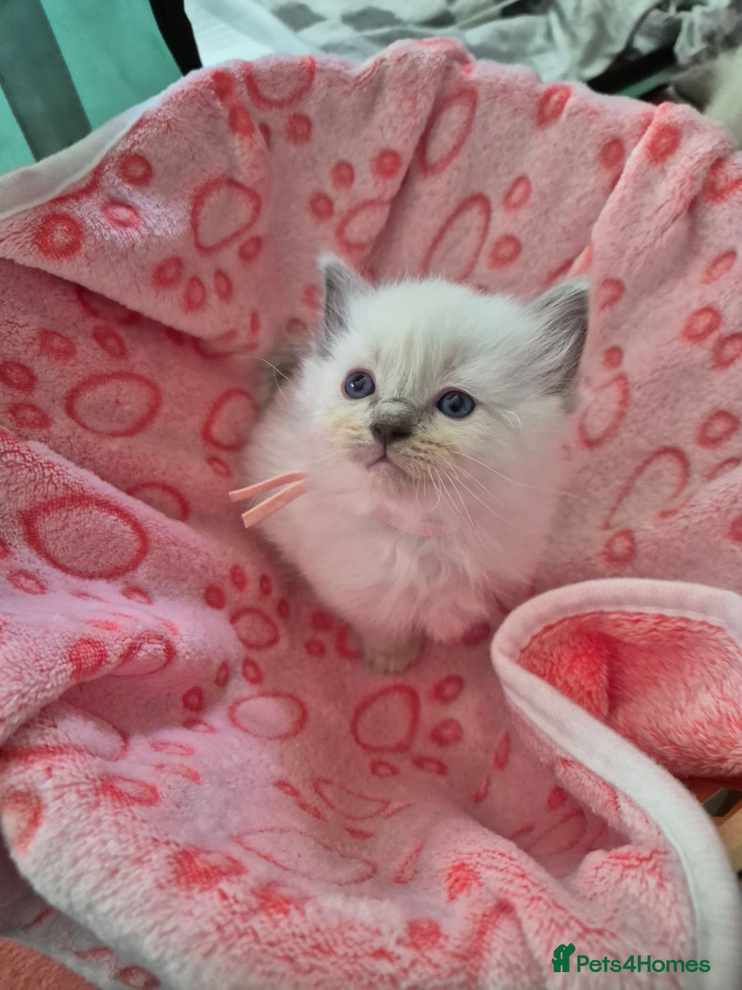 Ragdoll cats for sale: Beautiful Ragdoll Kittens, GCCF & Tica Registered - Image 12