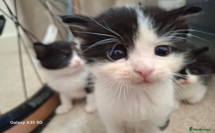 Mixed Breed cats - Advert 10
