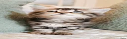 Maine Coon cats for sale: 🐾 Beautiful Maine Coon Kittens 🐾 - Advert 38