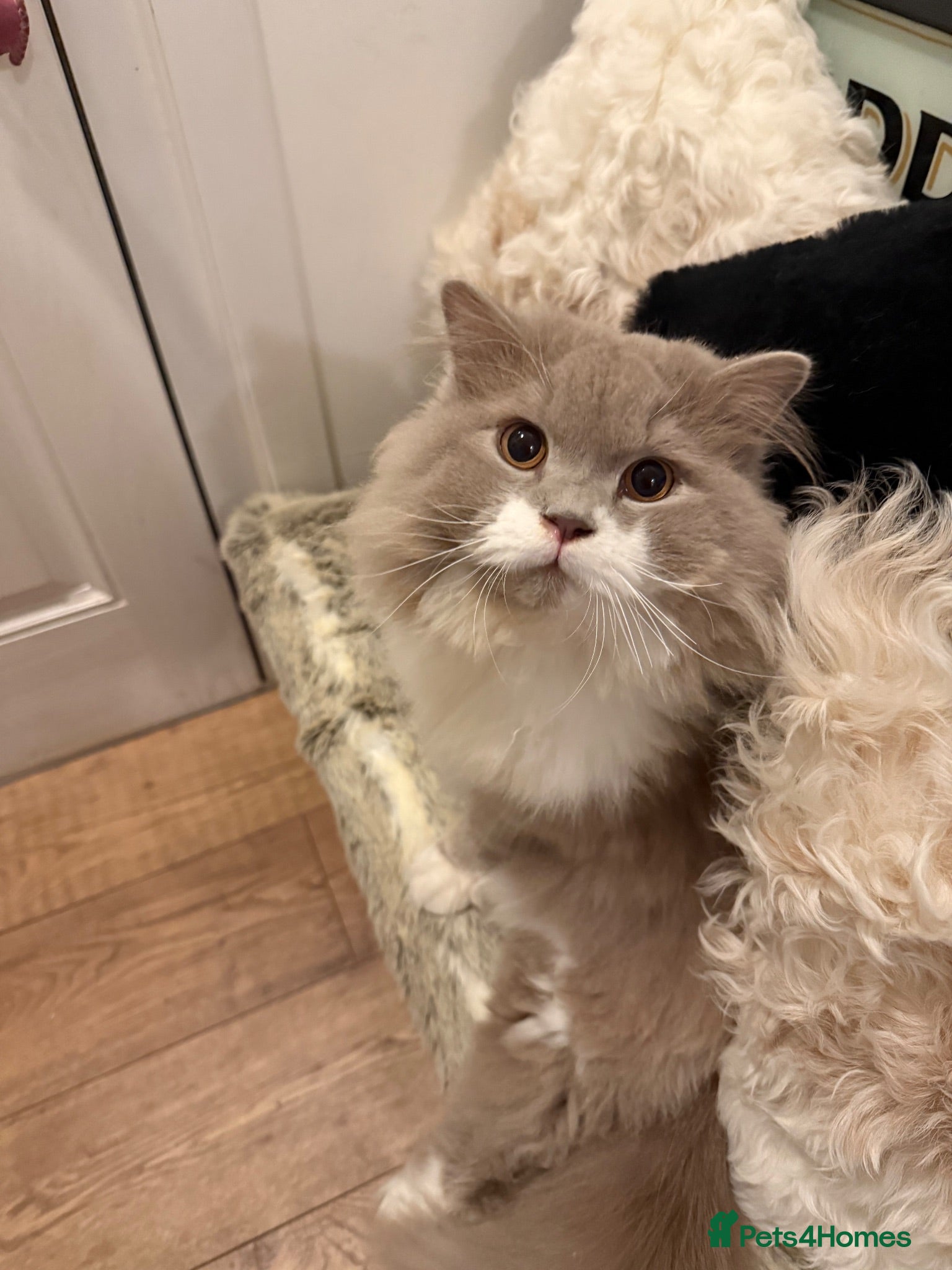 British Longhair cats Beautiful boy available 💙💙 - Advert 2
