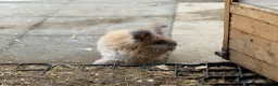 Angora rabbits for sale: Angora - Advert 15