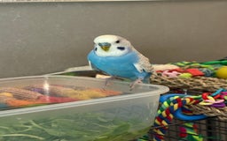Budgerigars birds for sale: Young budgies for sale - Image 5