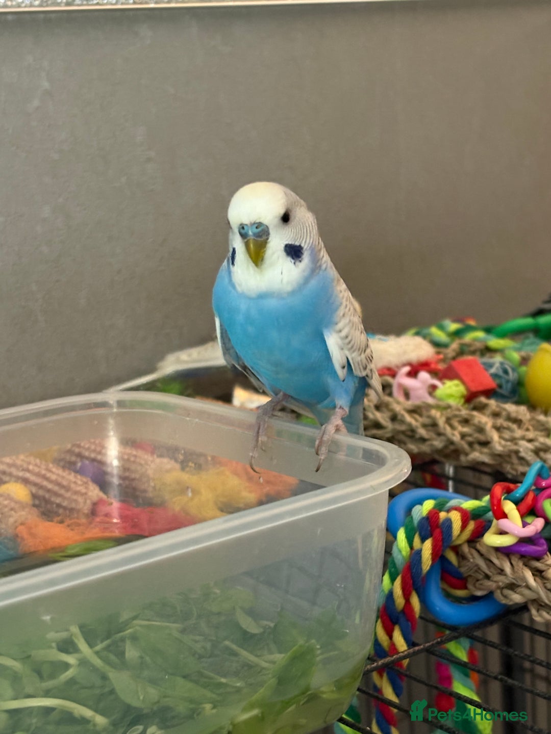 Budgerigars birds for sale: Young budgies for sale - Image 5