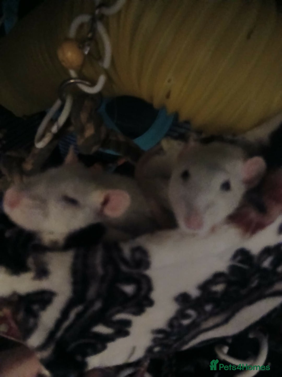 Rat rodents for sale: For sale - Advert 3