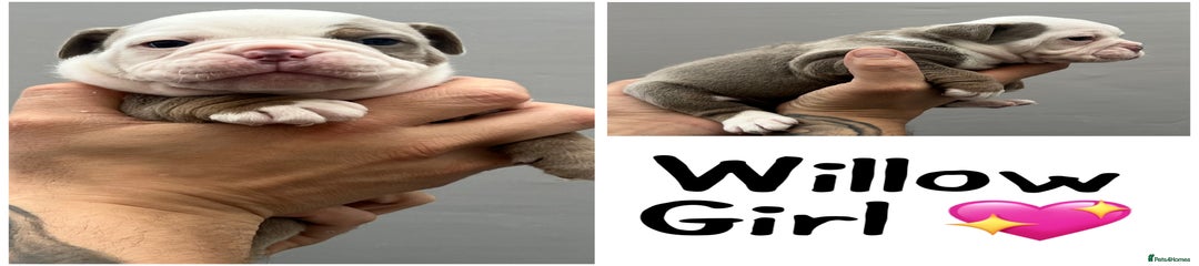 Olde English Bulldogge Willow