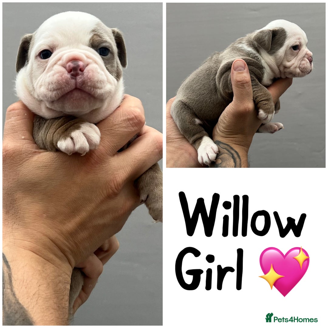 Olde English Bulldogge dogs for sale: Beautiful old English bulldog puppies  - Image 2