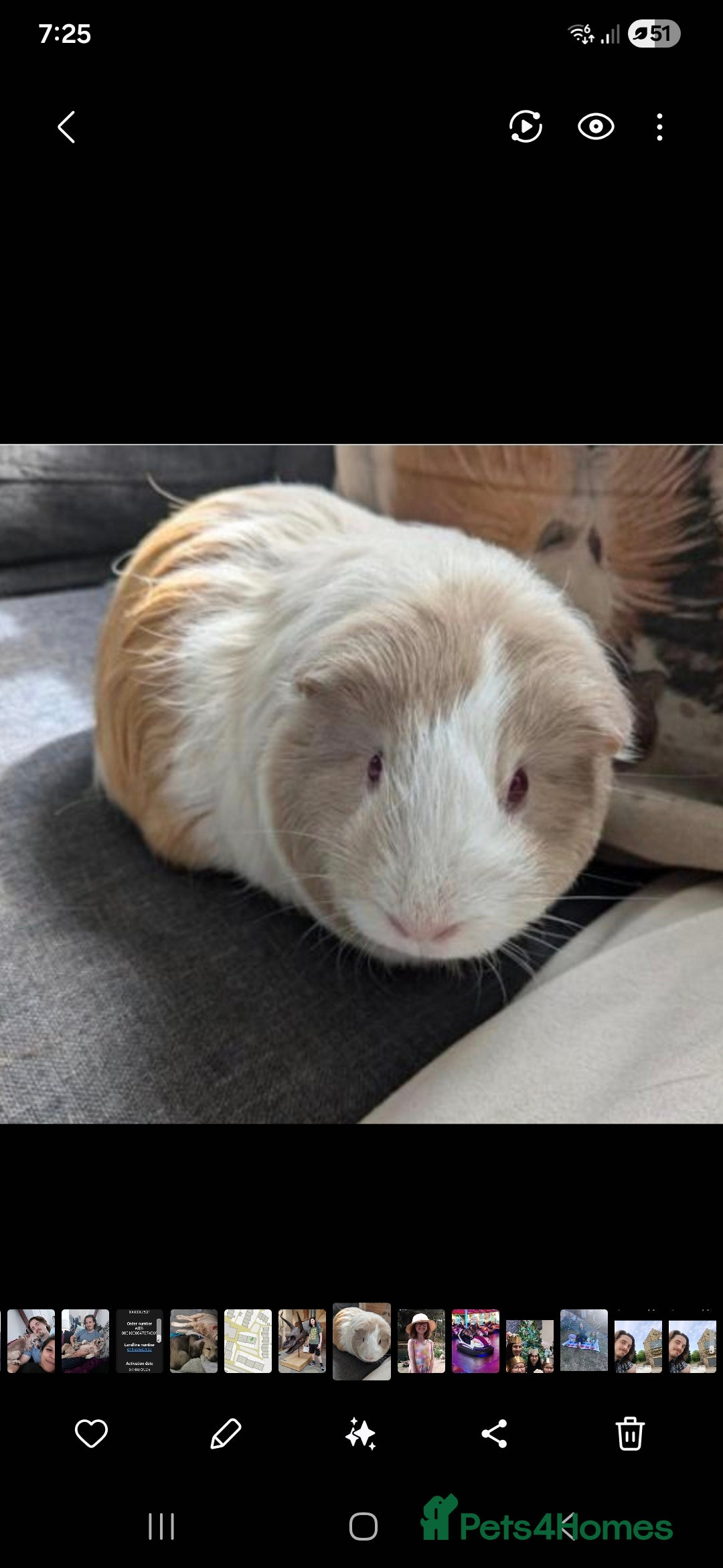 Guinea Pig rodents Guinea pig females  - Advert 1