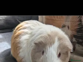 Guinea Pig rodents Guinea pig females - Advert 1