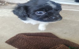 Mixed Breed dogs for sale: Shih - poo pups  - Image 4