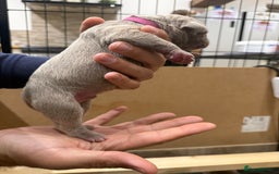 Mastiff dogs for sale: Neapolitan Mix - Image 13